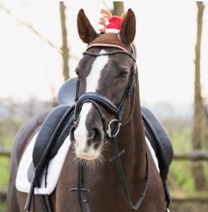 Ridhuva Julren Utan Öron QHP Brun/Röd Ponny