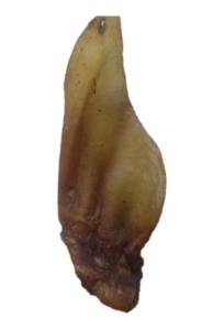 Oxöron m muskel 10-p