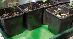 Plastkruka fyrkantig 11cm 10-p