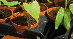 Krukset Water 18 krukor