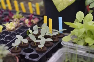 Minipluggbrätte 3st