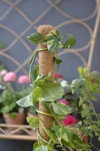 Växtstöd Trä/Kokos