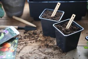 Stickettikett bambu  10cm 15-p