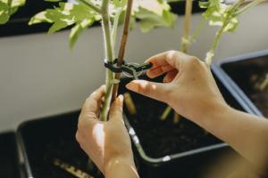 Plantclips 10st S/10st L