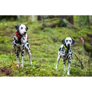 Hundhalsband Bliss Neon Yellow