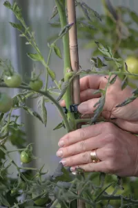 Plantclips Strong 12st