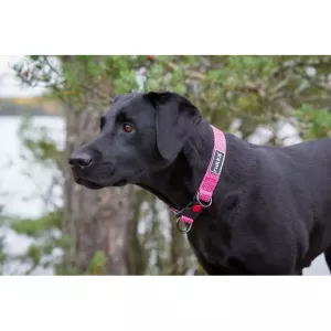 Hundhalsband Star Rosa