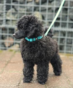 Hundhalsband Tiny Turkos