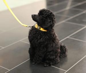 Hundhalsband Tiny Gul