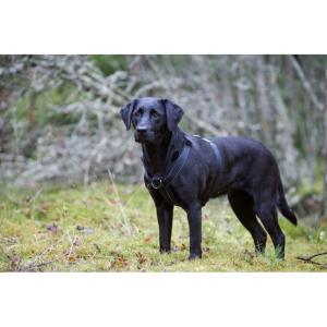 Hundsele Form Rukka Svart