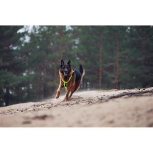 Hundsele Form Rukka Neon Gul