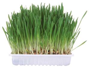 Gnagargräs 100g