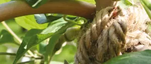 Bind-Up rep 6mm jute 15m