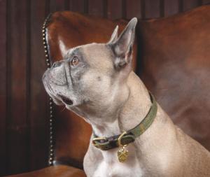 Hundhalsband Digby & FoxTweed/Läder