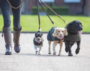 Hundtäcke Digby & Fox Vaxat