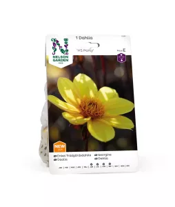 Dahlia Låg enkel, HS Party, gul