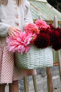 Dahlia Hög dek. Ottos Thrill