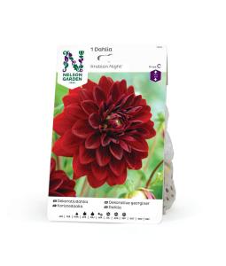 Dahlia Hög dek. Arabian Night, mörkröd