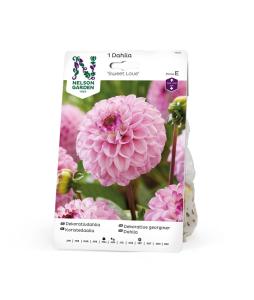 Dahlia Hög dek. Sweet Love