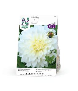 Dahlia Hög dek. Fleurel, vit