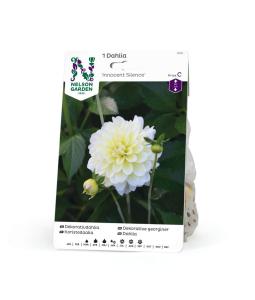 Dahlia Hög dek. Innocence Silence, Gul