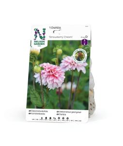 Dahlia Hög dek. Strawberry Cream, rödvit