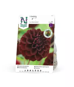 Dahlia Hög boll, La Recoleta, Chocklad