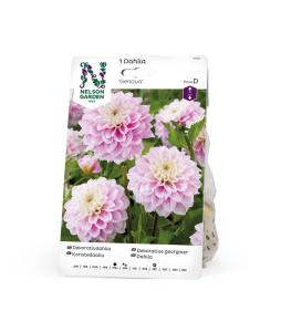 Dahlia Hög boll Genova