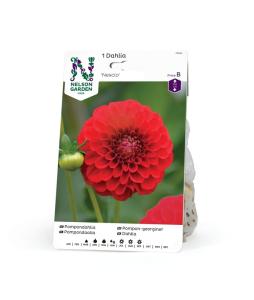Dahlia Hög pompon, Nescio, röd