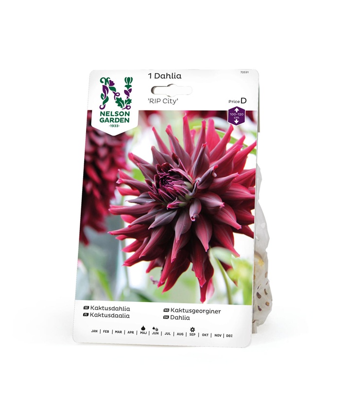 Dahlia Hög kakt. RIP City