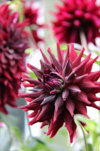 Dahlia Hög kakt. RIP City