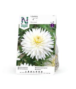 Dahlia Hög kakt. My Love, vit