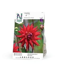 Dahlia Hög kak, Wittemans Best, röd