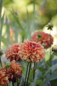 Dahlia Låg div. American Sunset, orange