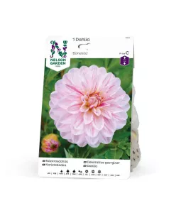 Dahlia Hög näckros, Bonesta, rosa