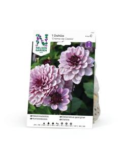 Dahlia Låg näckros, Creme de Cassis, vin