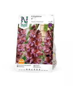 Gladiol, Storblom. Rusty Chestnut