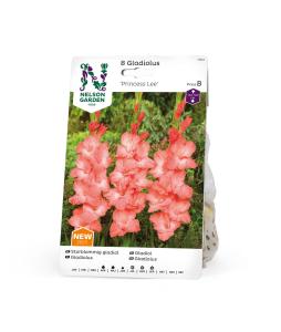 Gladiol, Storblom. Princess Lee