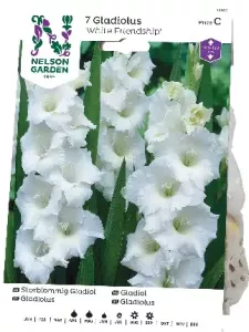 Gladiol, Storblom. White Friendship, vit