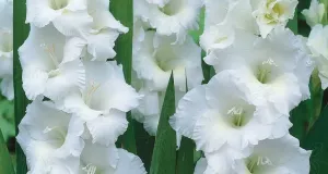 Gladiol, Storblom. White Friendship, vit