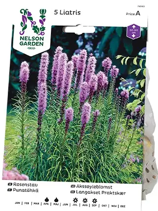 Rosenstav, Liatris spicata, lila