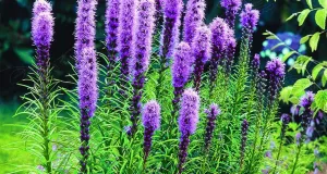 Rosenstav, Liatris spicata, lila