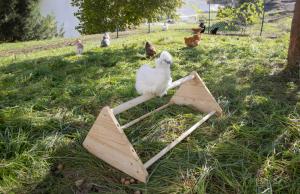 Sittpinne För Höns Trä 56x40x25cm