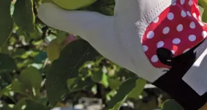 Trädgårdshandske Betty 6