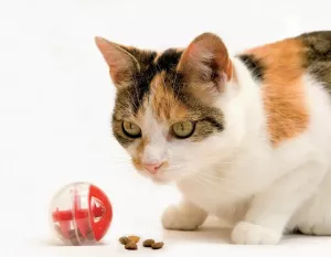 Kattleksak Aktiveringskula Twirly Beeztees