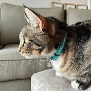 Katthalsband Rogz Alley Cat Ställbart Spänne 11mm Turkos