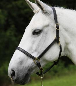 Lädergrimma "Star" Svart