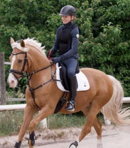 Förbygel Med Martingal + Handtag