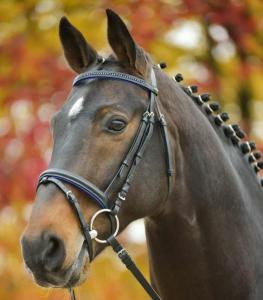 Träns Aachen Diamond Star Svart Shetland