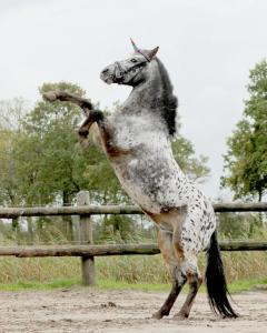 Unicorn-Horn Med Klämma Rainbow